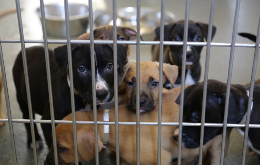 Emergency vet contact